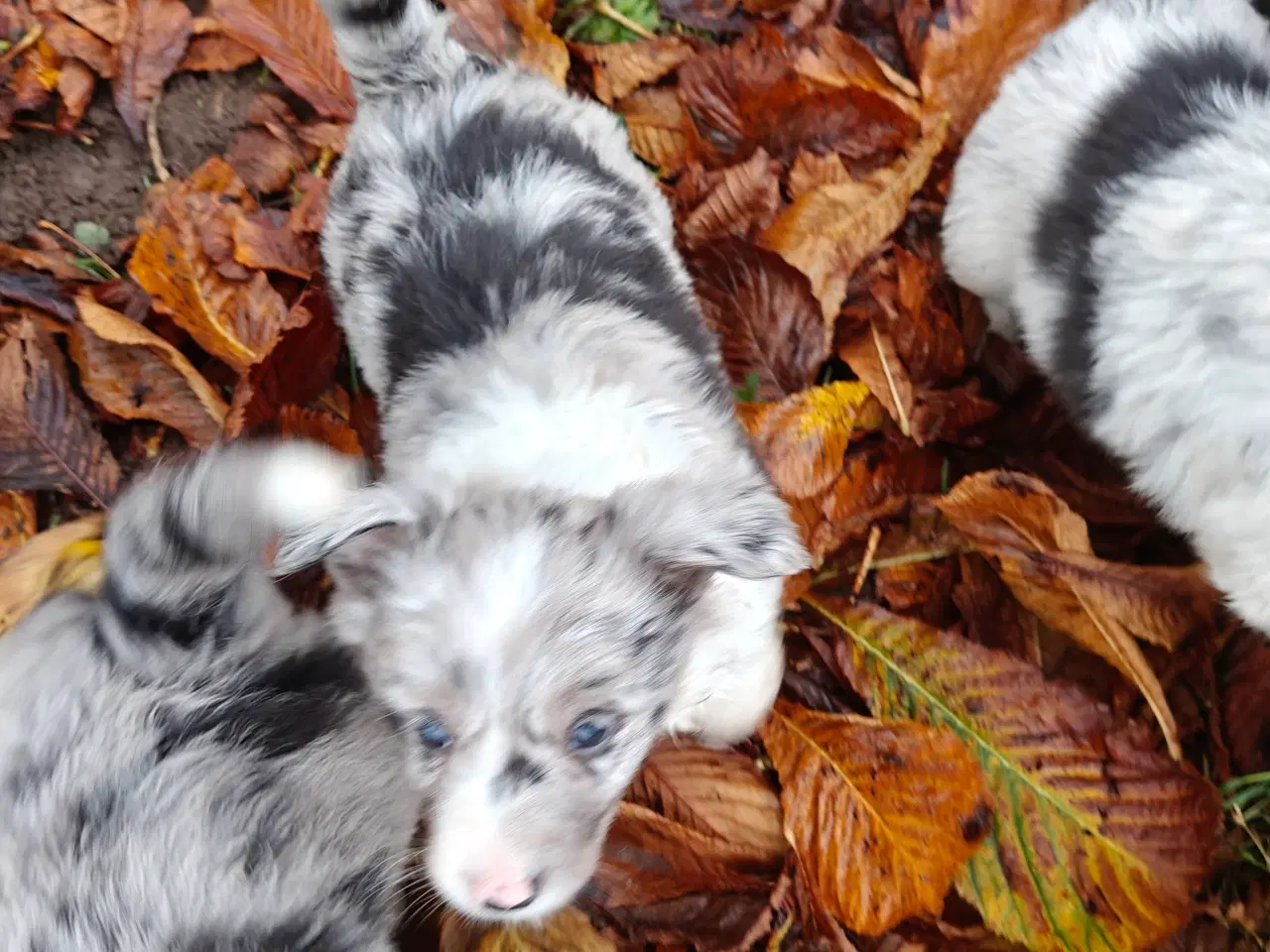 Billede 3 - Sødeste Border collie hvalpe