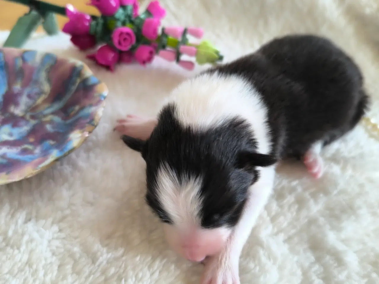 Billede 5 - Hvalpe -  Border Collie ADHD, Agility, Autisme 