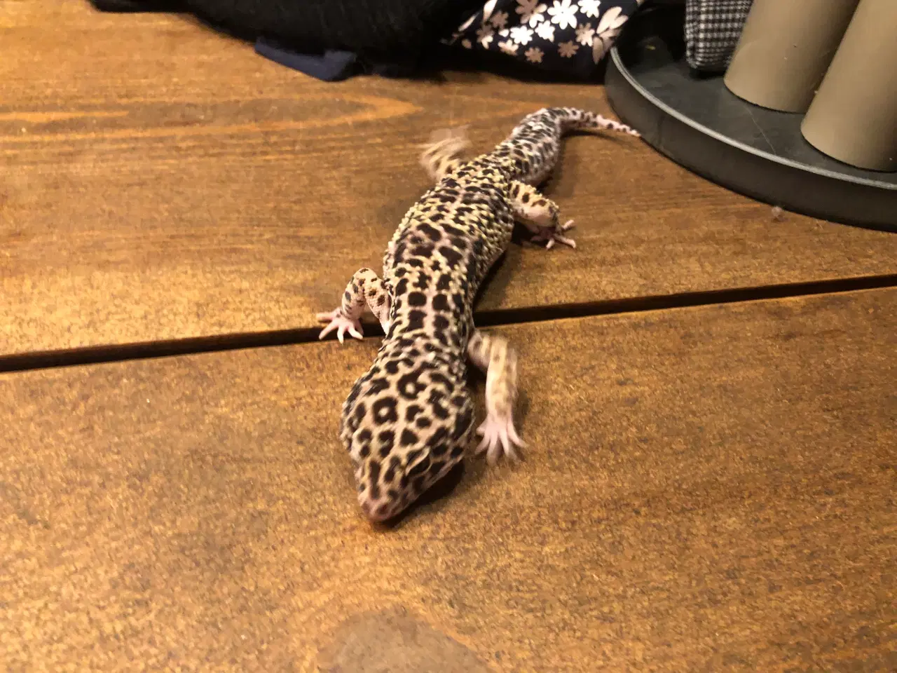 Billede 2 - Terrarie incl. 2 leopardgekkoer