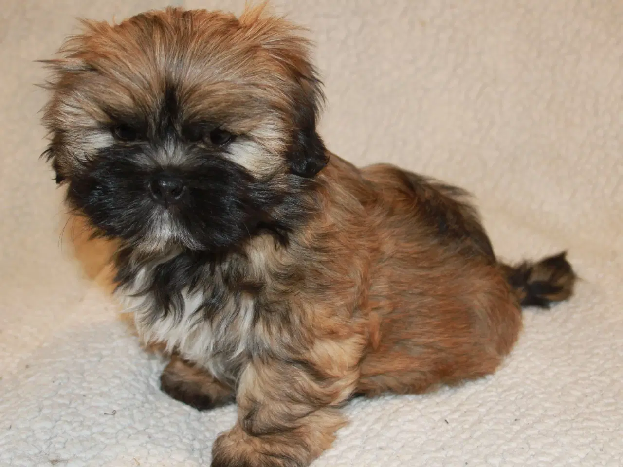 Billede 6 - Lhasa Apso hvalp