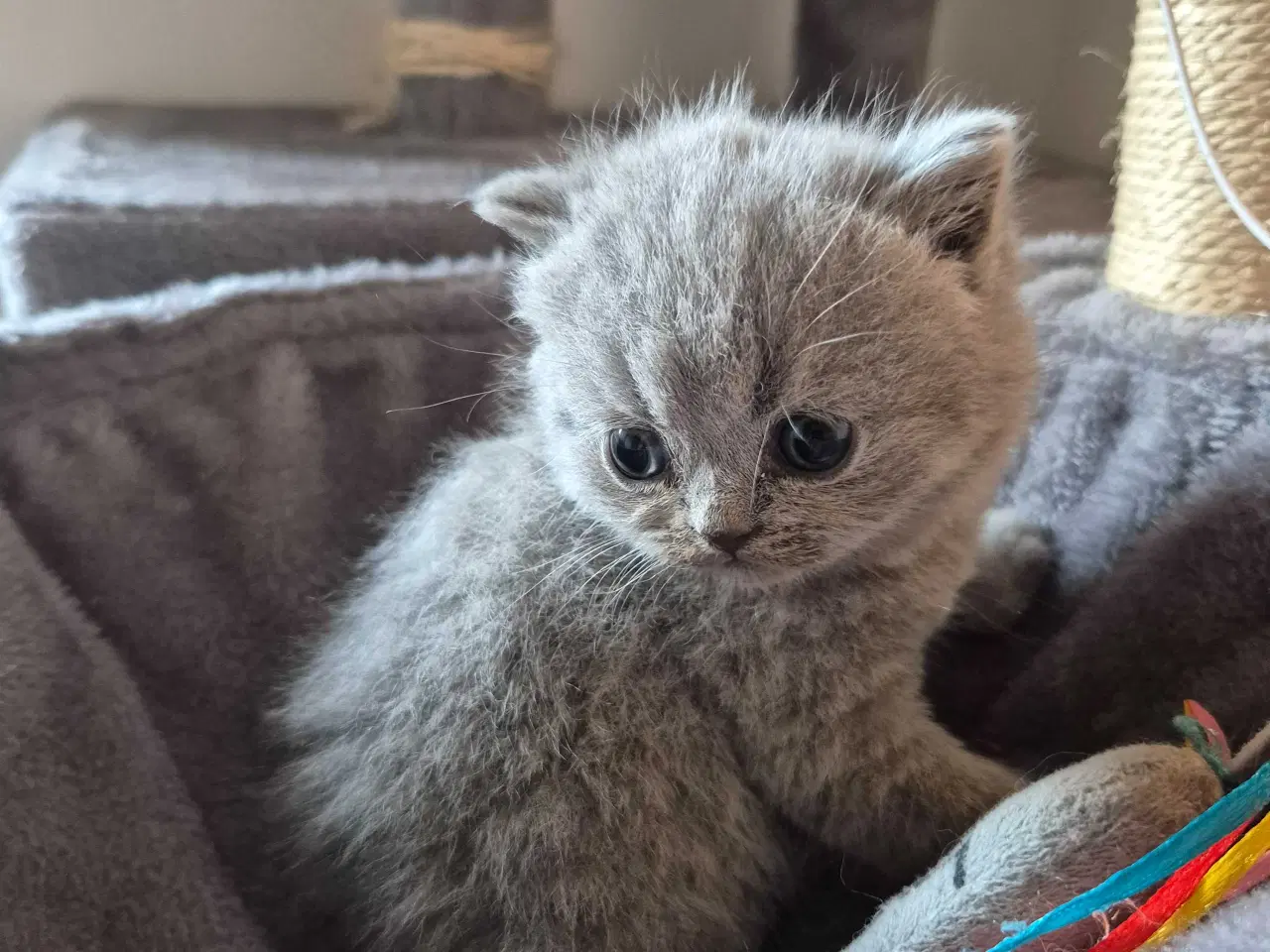 Billede 10 - 🐾 British Shorthair killinger 