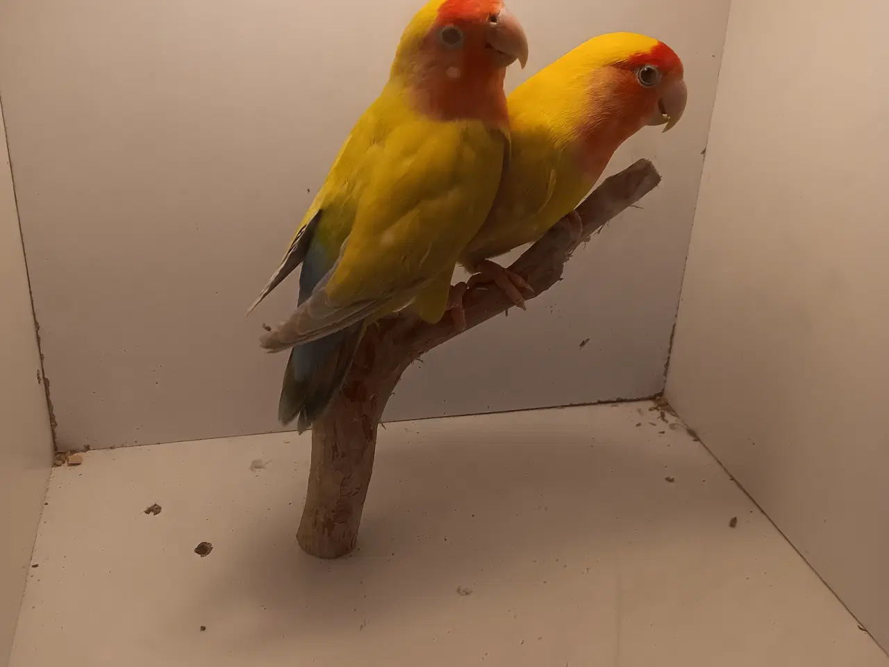 Billede 1 - Rosenhoveddværpapegøje