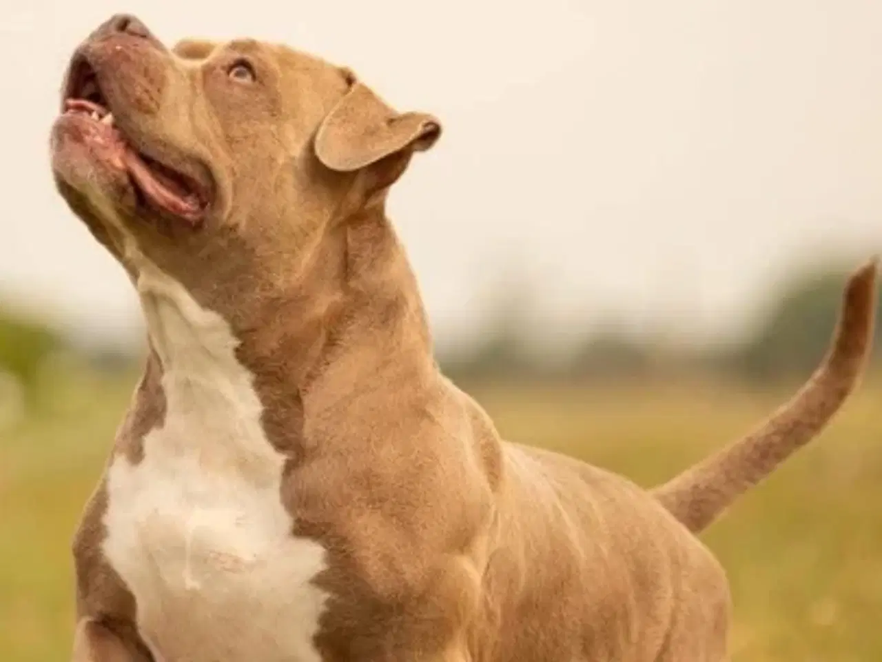 Billede 4 - American Bully hvalpe