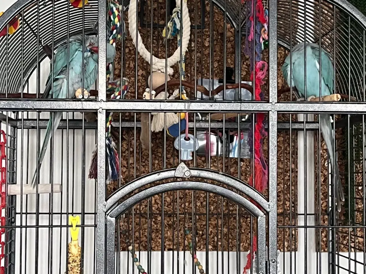 Billede 5 - Alexandra parakit