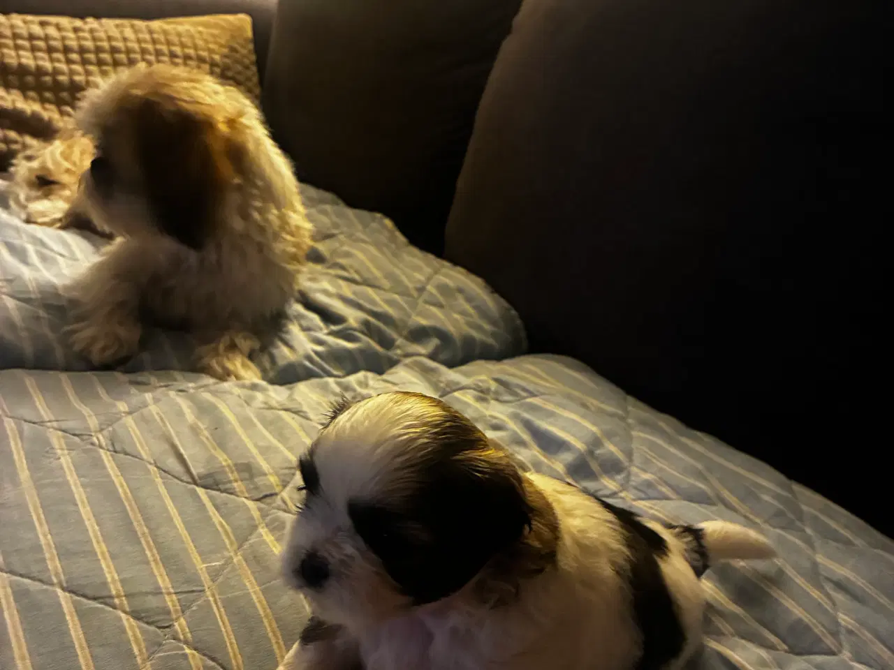 Billede 3 - Skønne Shih Tzu hvalpe