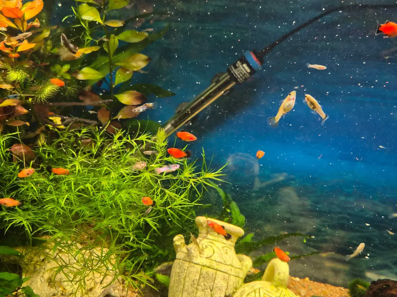 Billede 2 - Molly og Guppy yngel