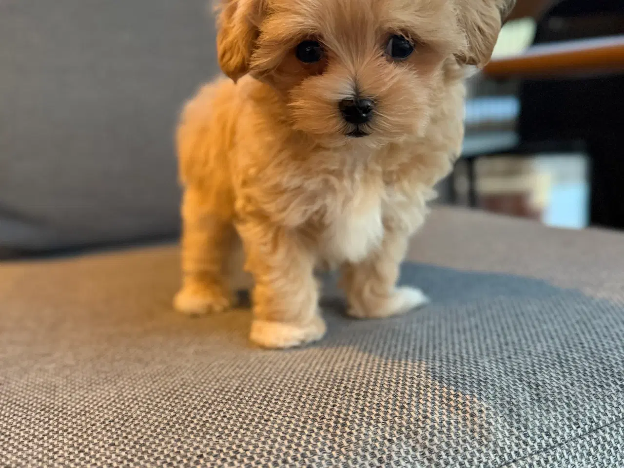 Billede 3 - Maltipoo