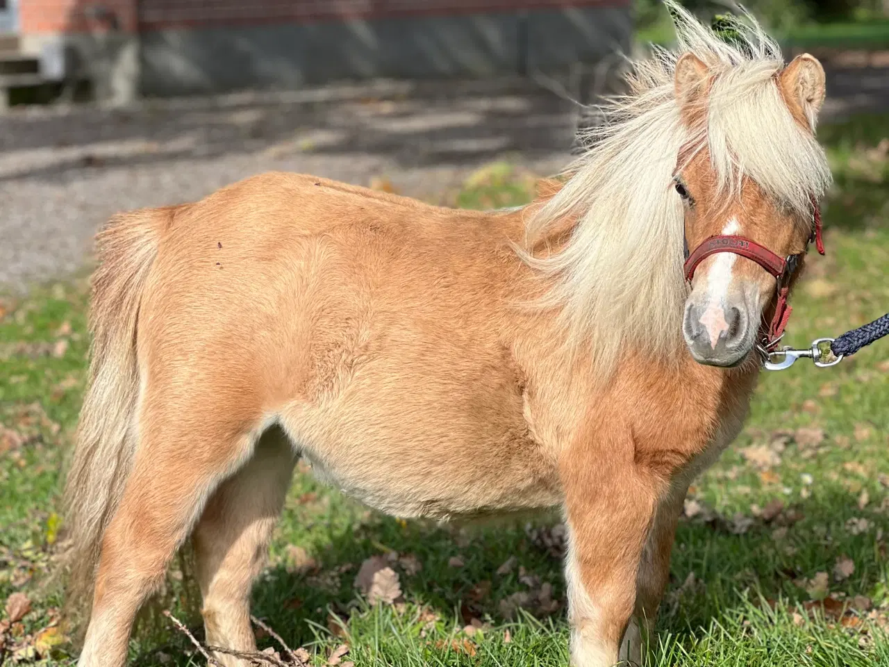 Billede 3 - Smuk mini shetlænder 