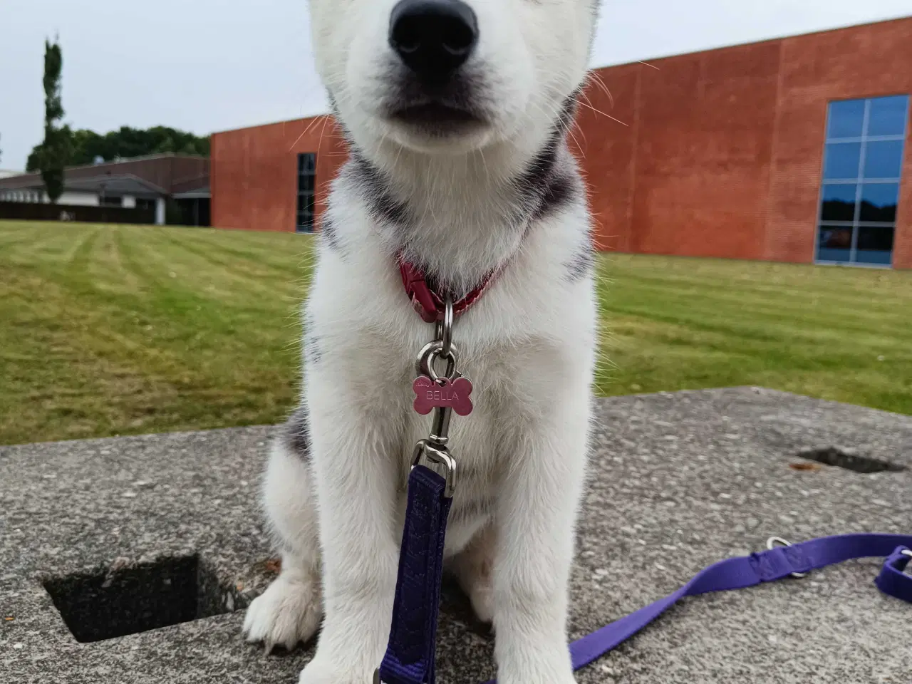 Billede 2 - Husky Hvalp Tæve