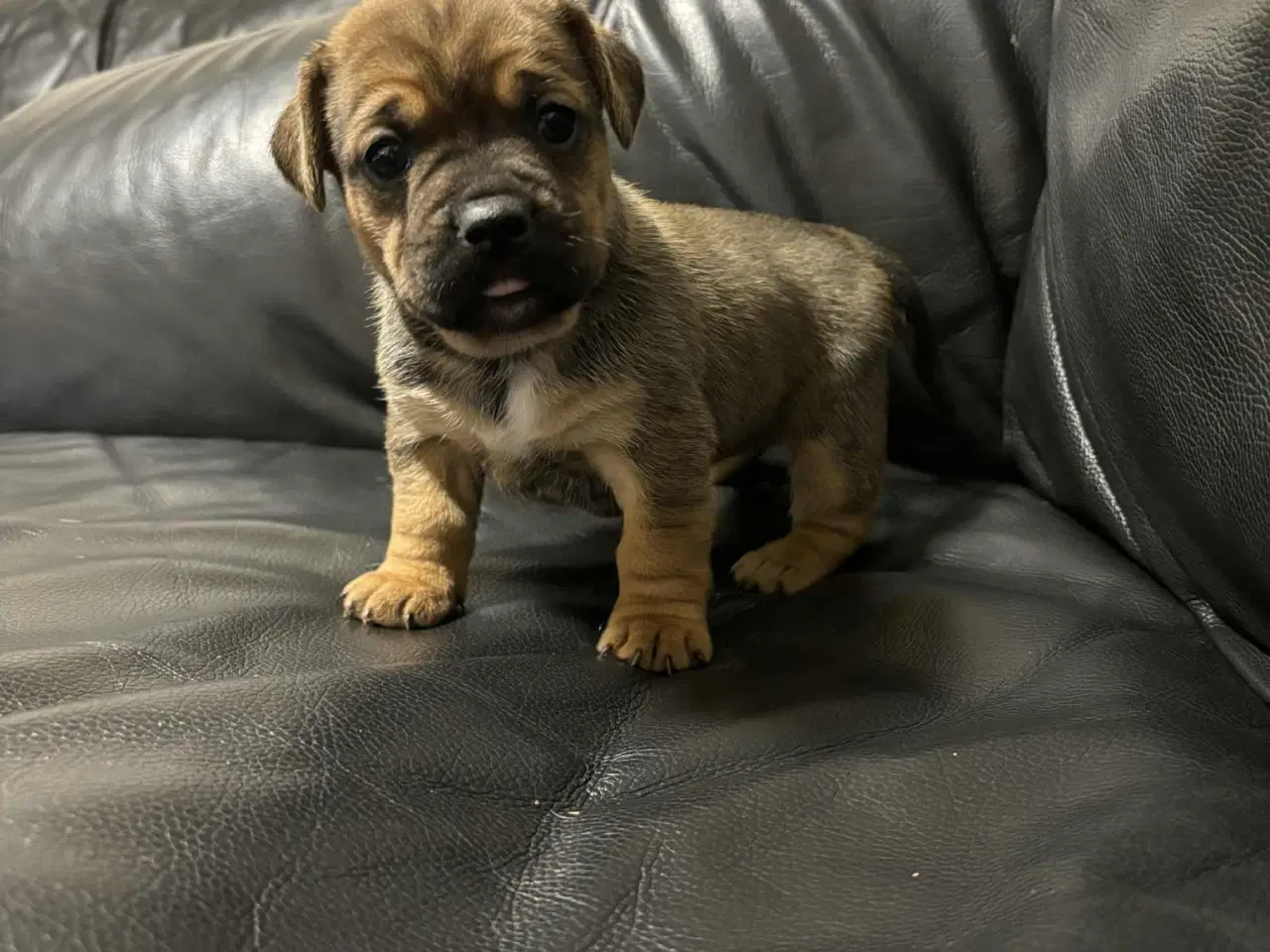 Billede 1 - D/s gårdhund- Fransk Bulldog