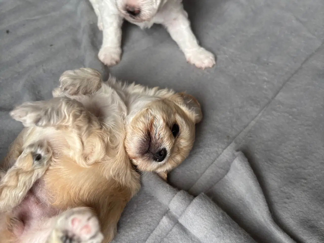 Billede 5 - Skønneste hundehvalpe, Bichonpoo/Doodle 