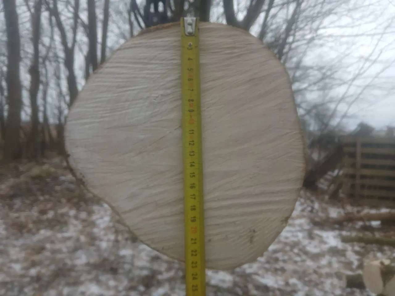 Billede 7 - Ahorntræ fældet og parteret i stamme og grene