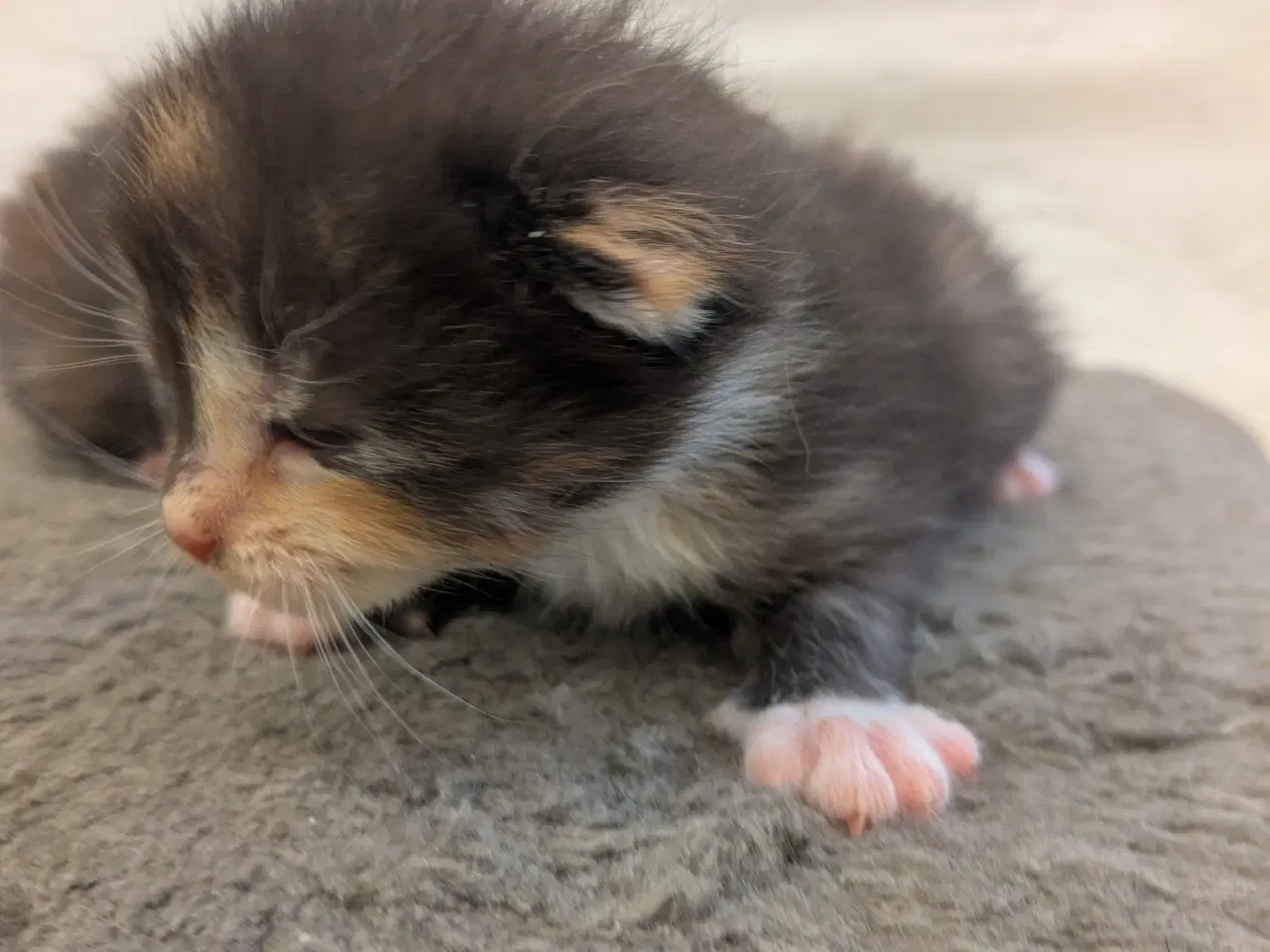 Billede 5 - Maine coon mix