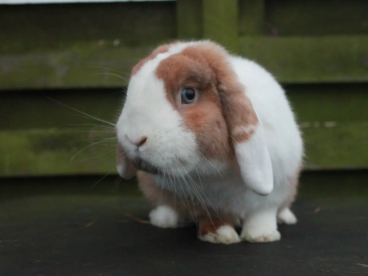 Billede 4 - Dværgvædder/Mini lop Hankanin