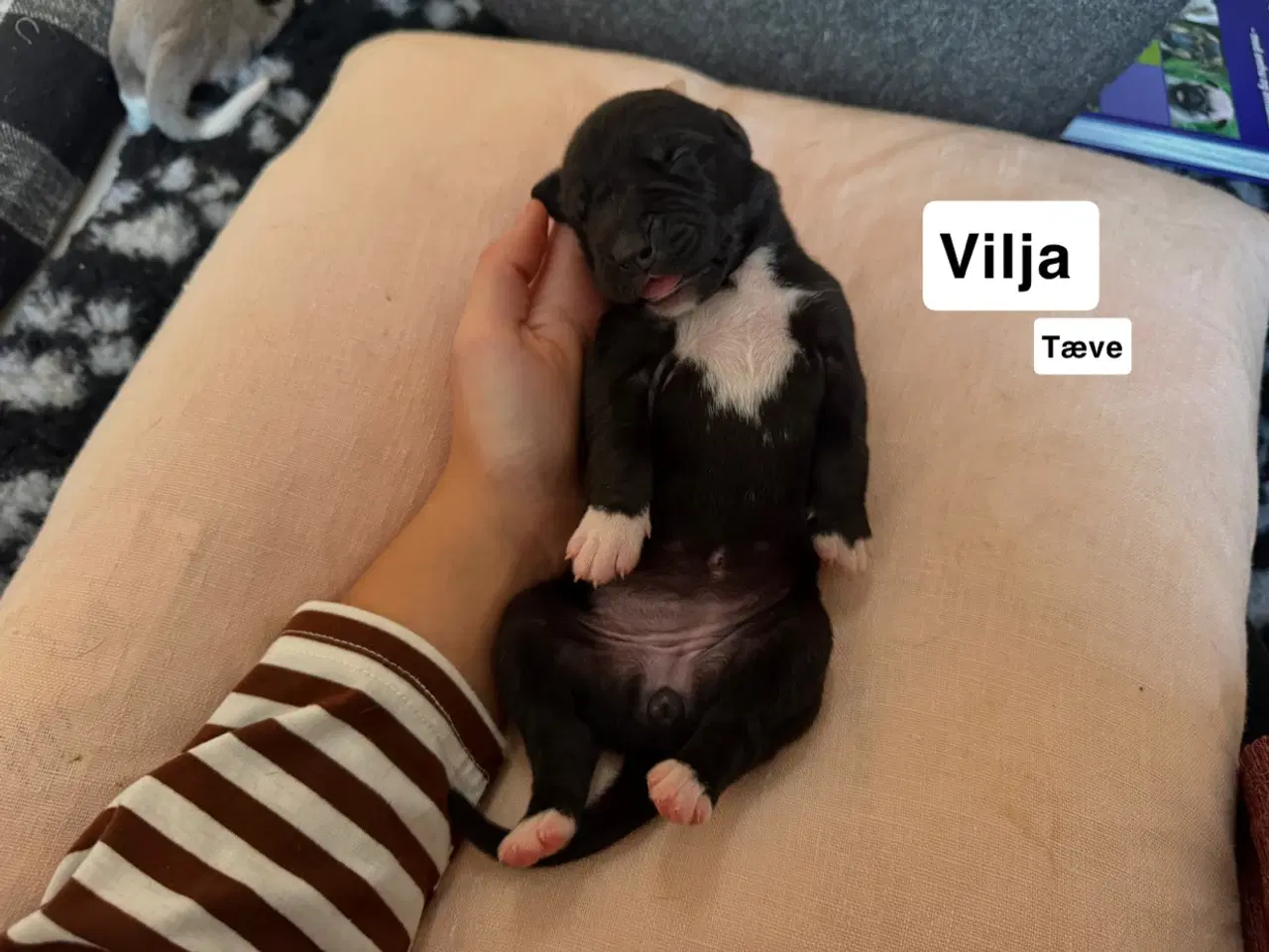 Billede 12 - Grand Danois hvalpe