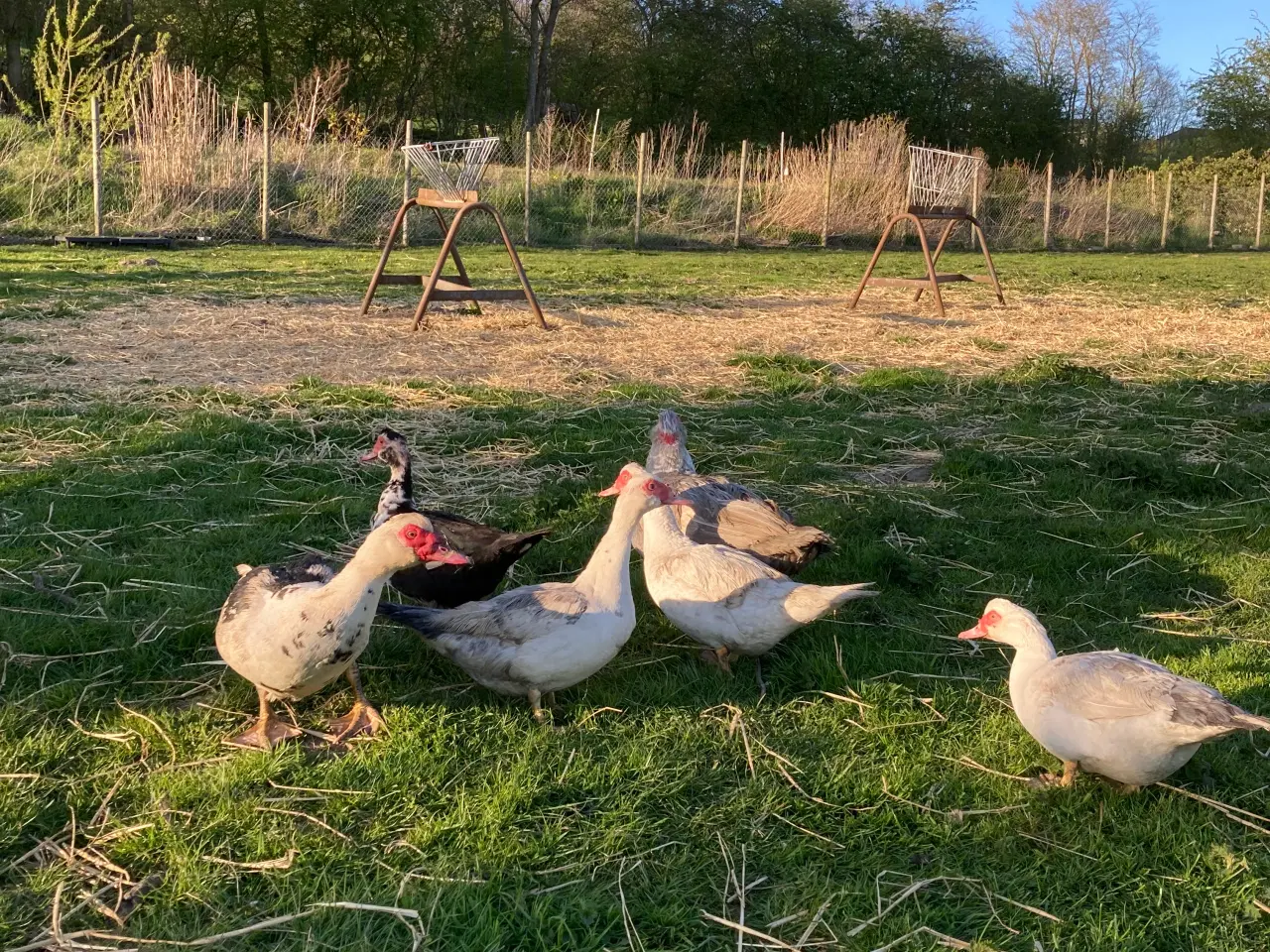Billede 6 - Moskusænder og landænder 