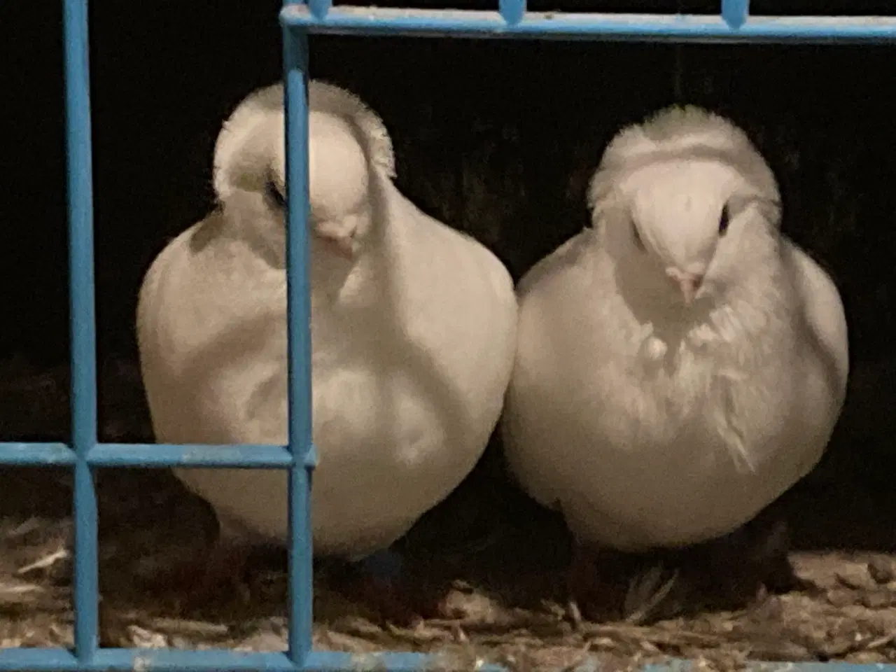 Billede 2 - Til salg hvide mæfikker