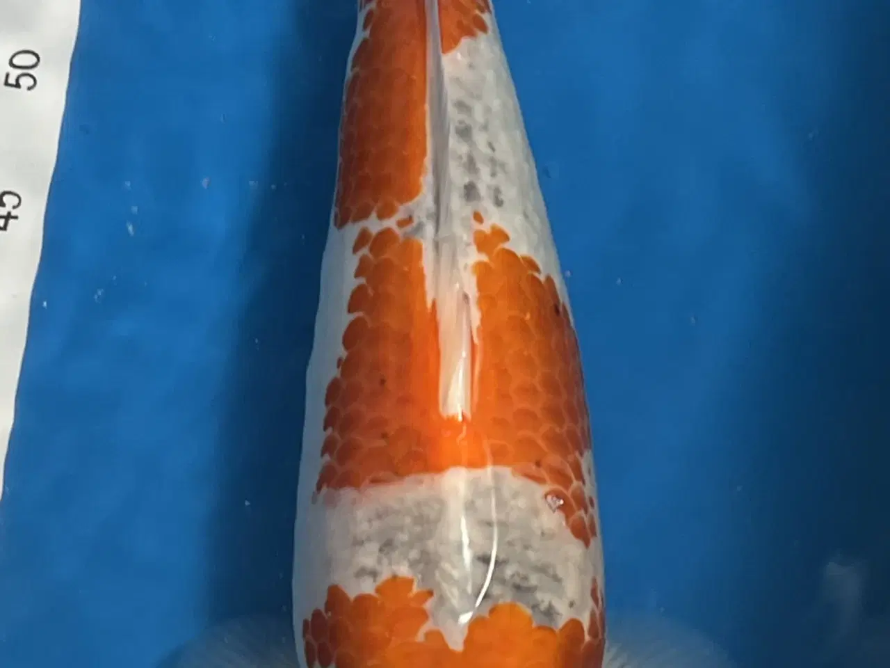 Billede 1 - Japansk Koi - Goshiki