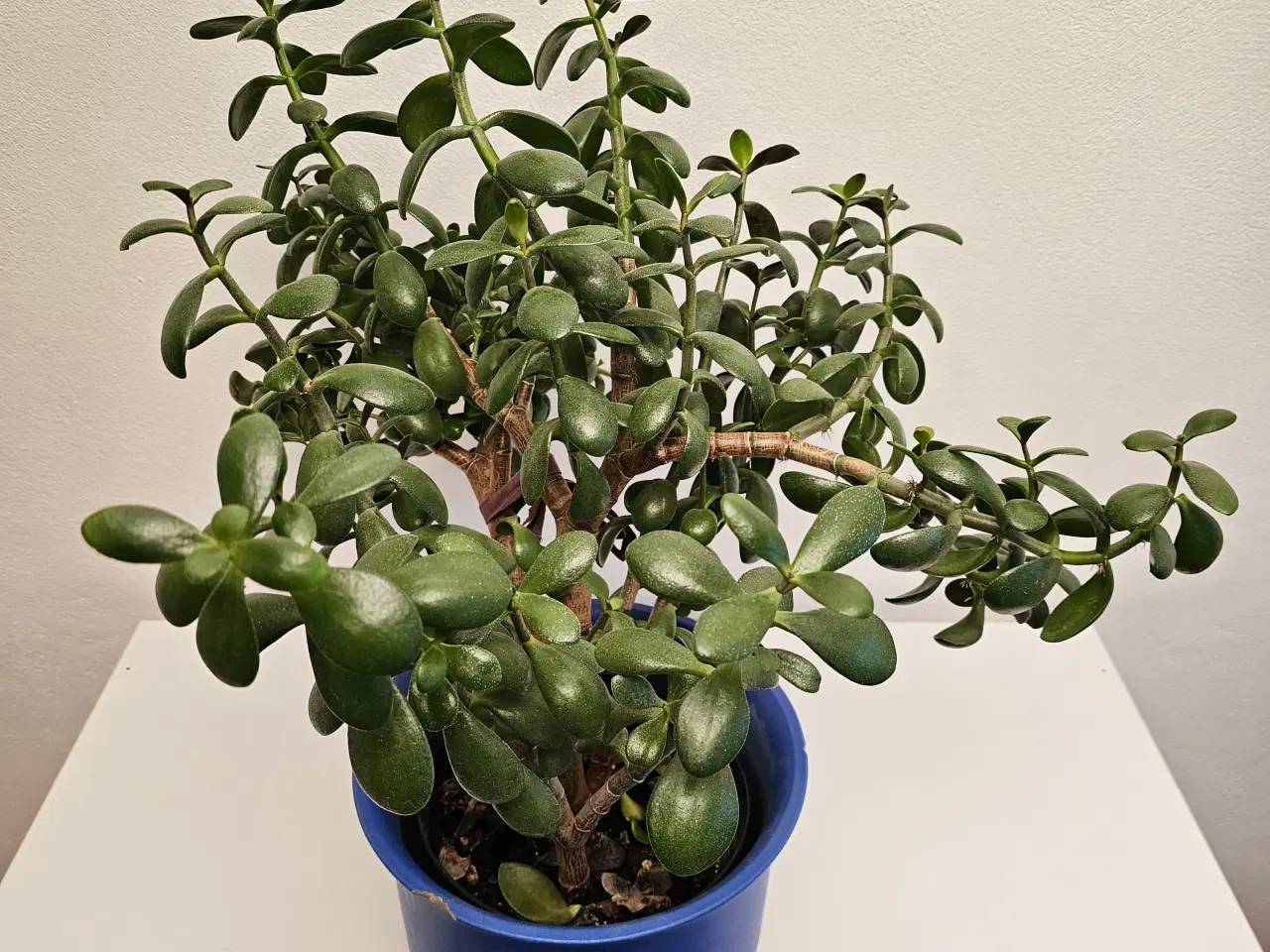 Billede 3 - Stor Crassula Ovata Plante 