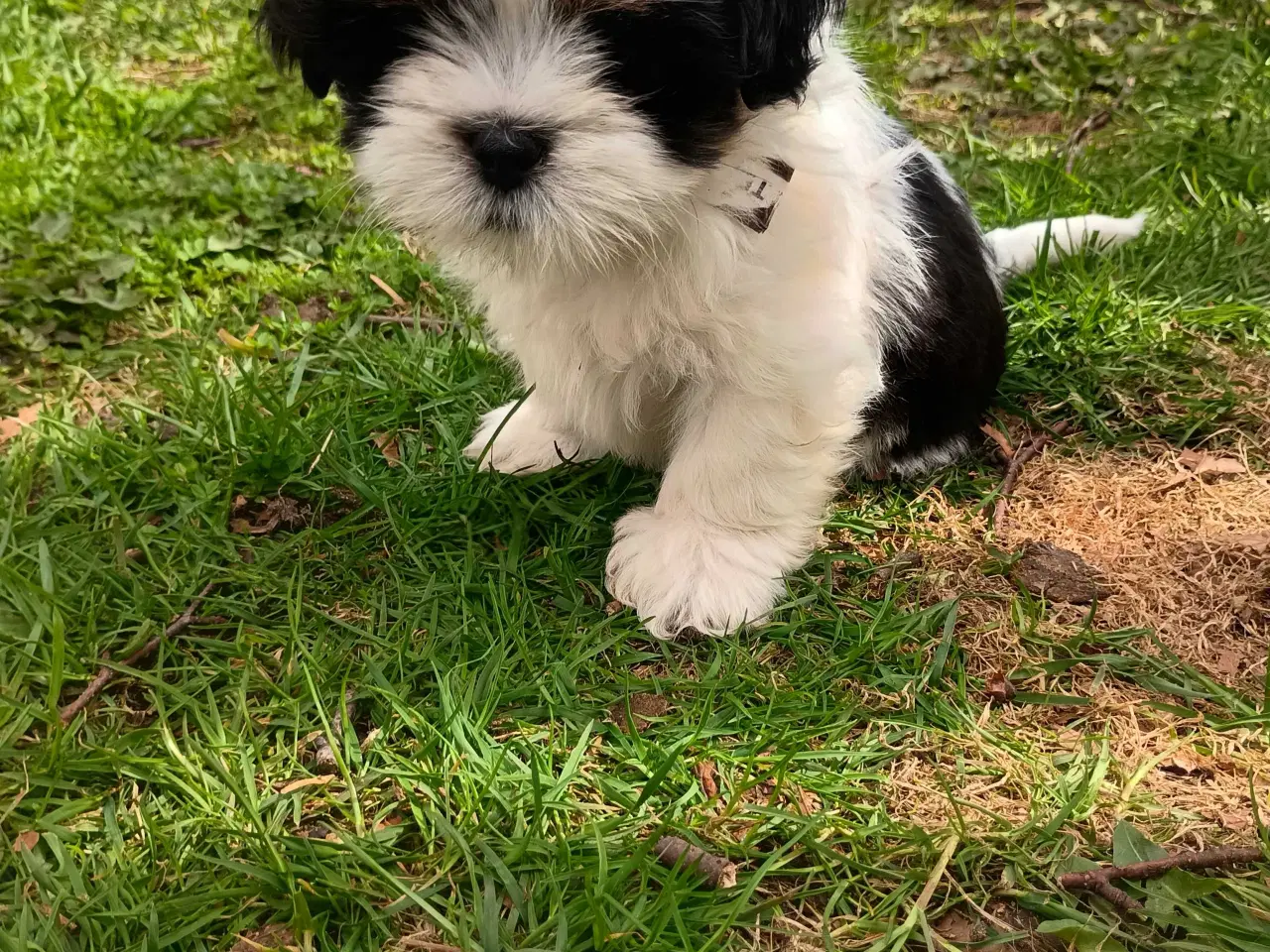 Billede 5 - Klar nu, lhasa apso 