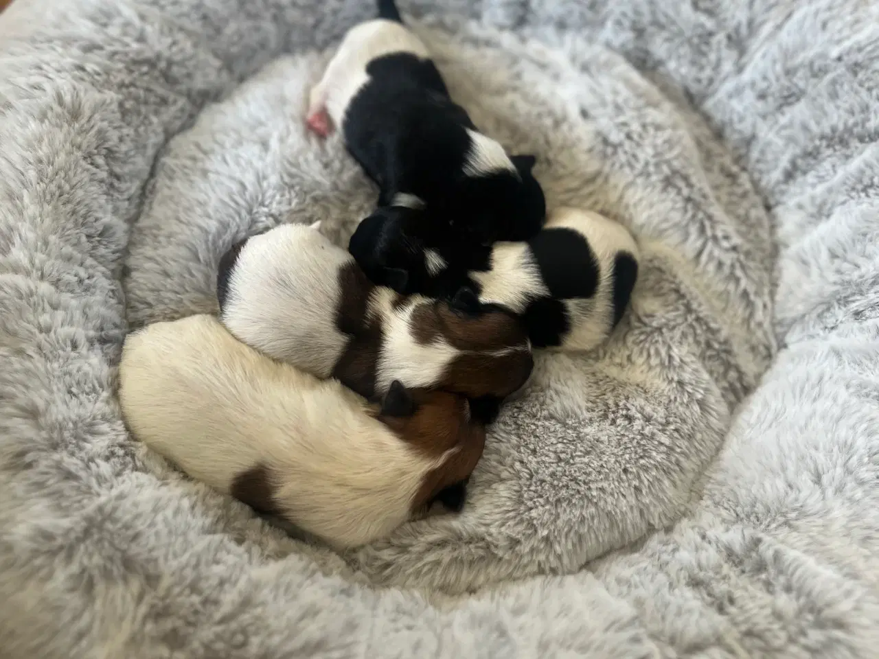 Billede 6 - Mini boomer 