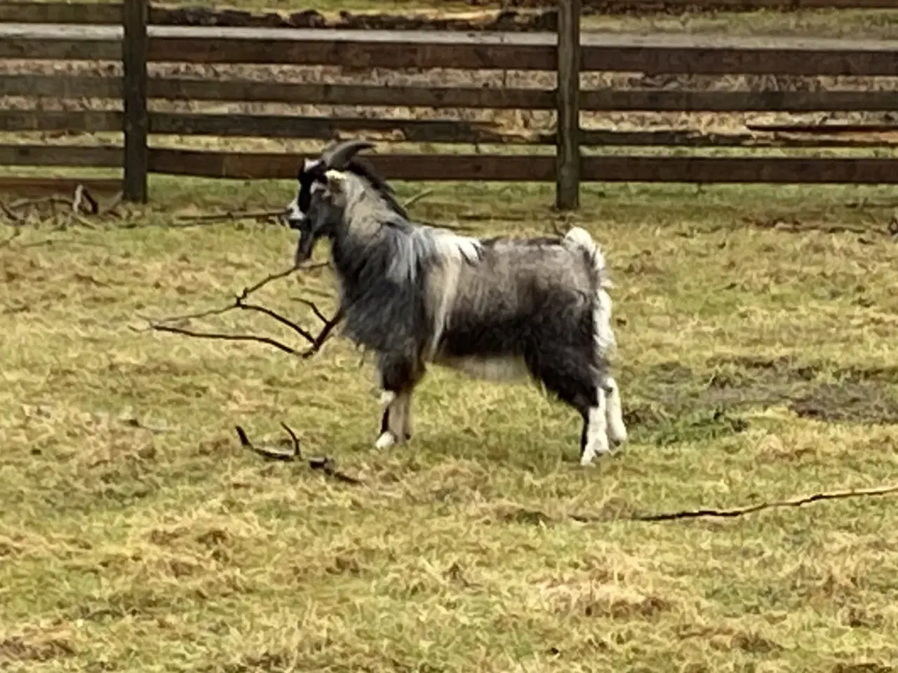 Billede 1 - Dværg gedebuk sælges