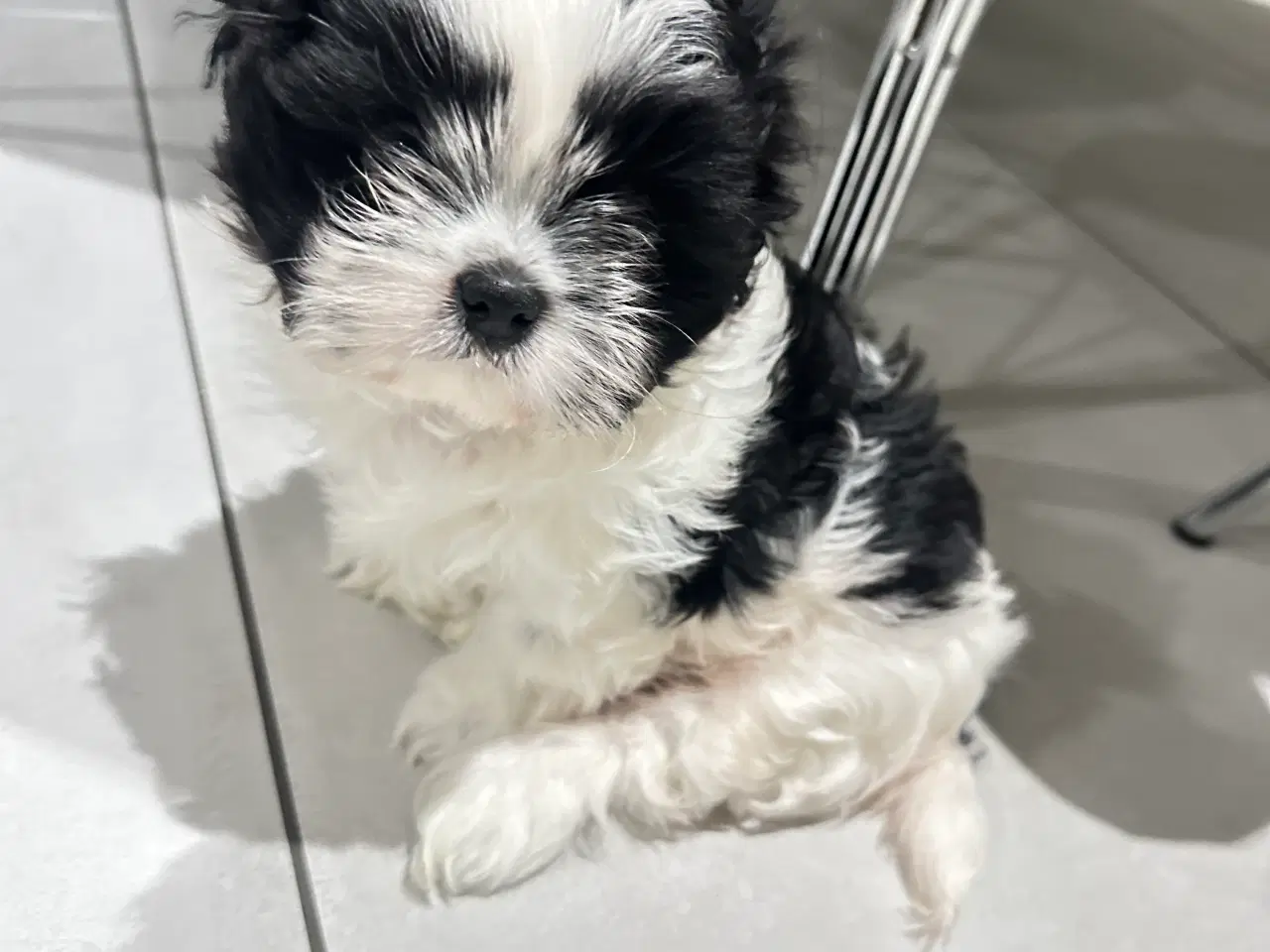 Billede 15 - Sød og allergivenlige Shih-Tzu hvalpe🐶