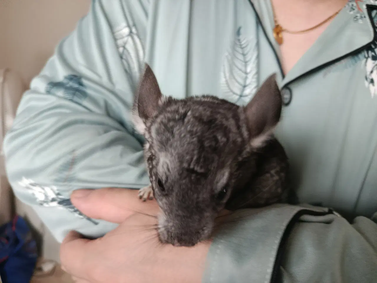 Billede 4 - Chinchilla 