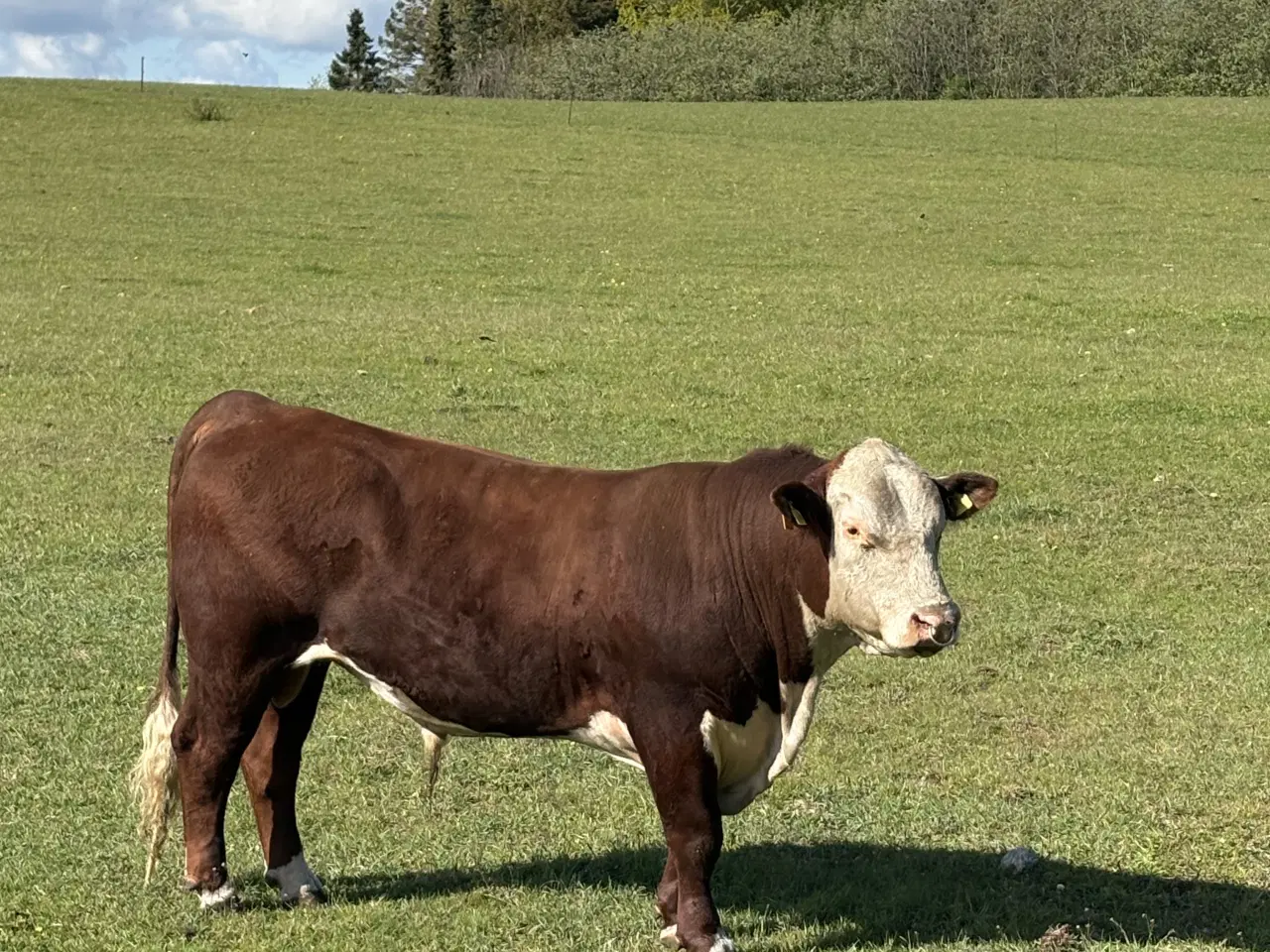 Billede 1 - Hereford tyr