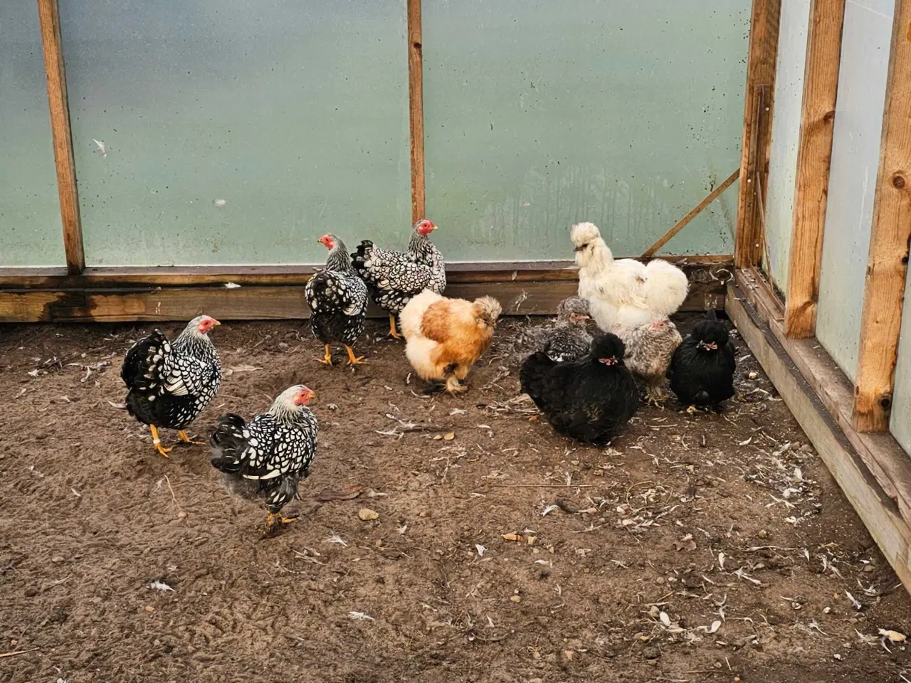 Billede 2 - 10 stk. høns bl.a. Wyandotter og Silkehøns