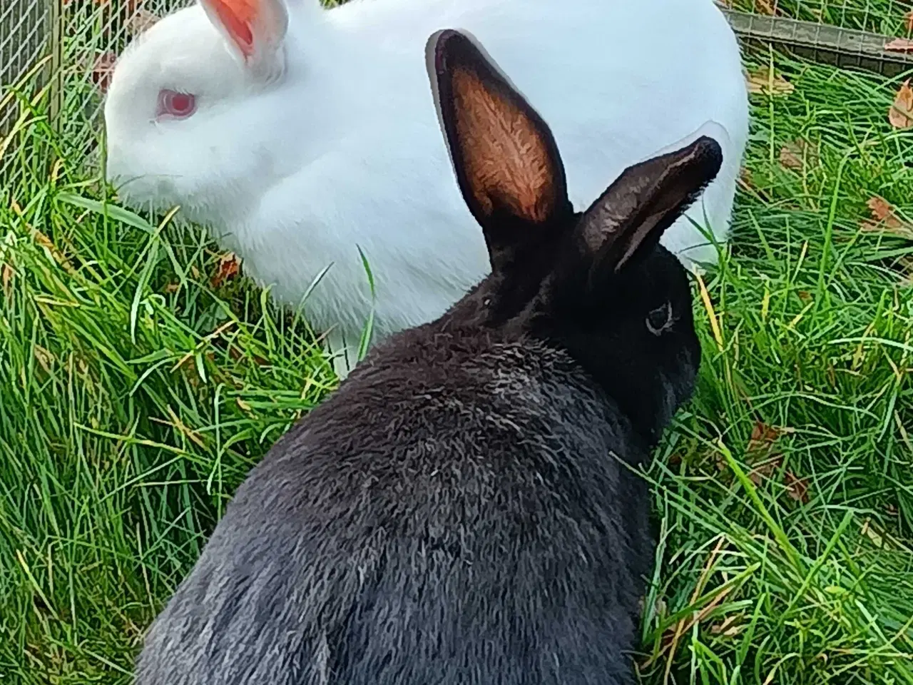 Billede 7 - Hvid Land/Holland