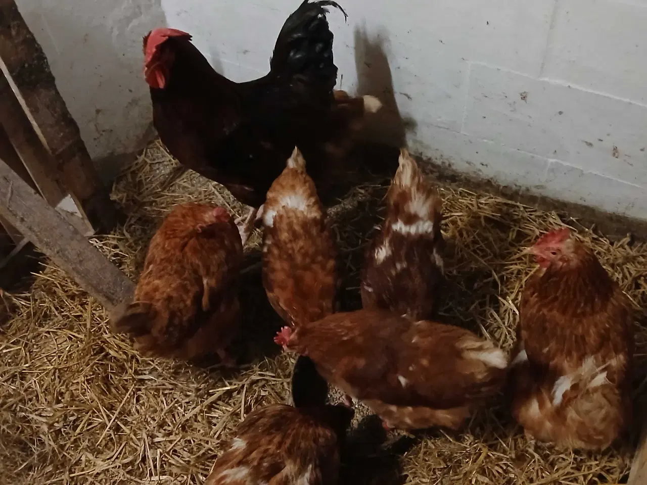 Billede 1 - Rugeæg til salg 6 kr pr styk 