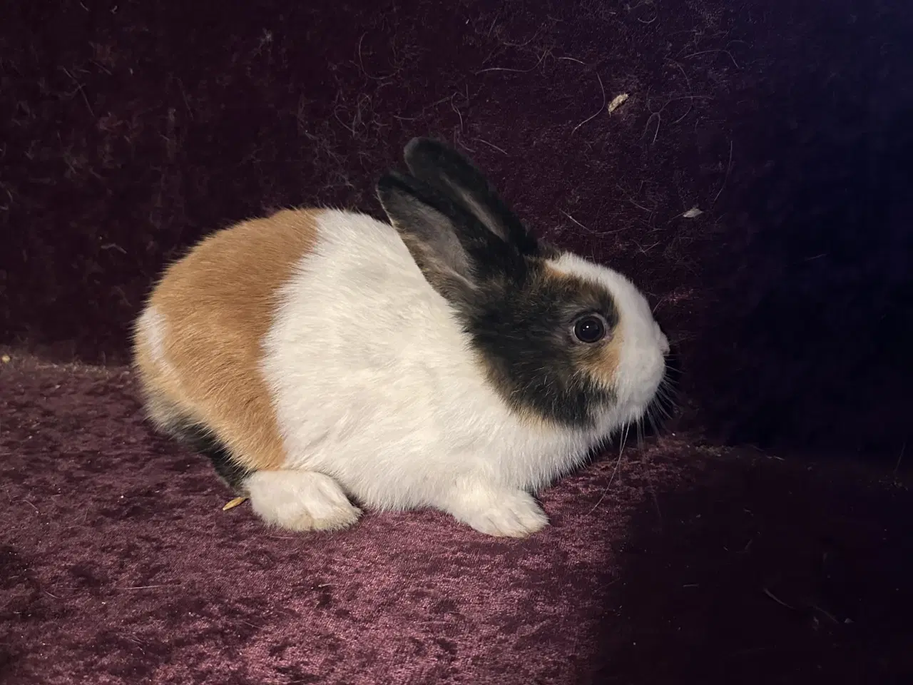 Billede 9 - Hollænder