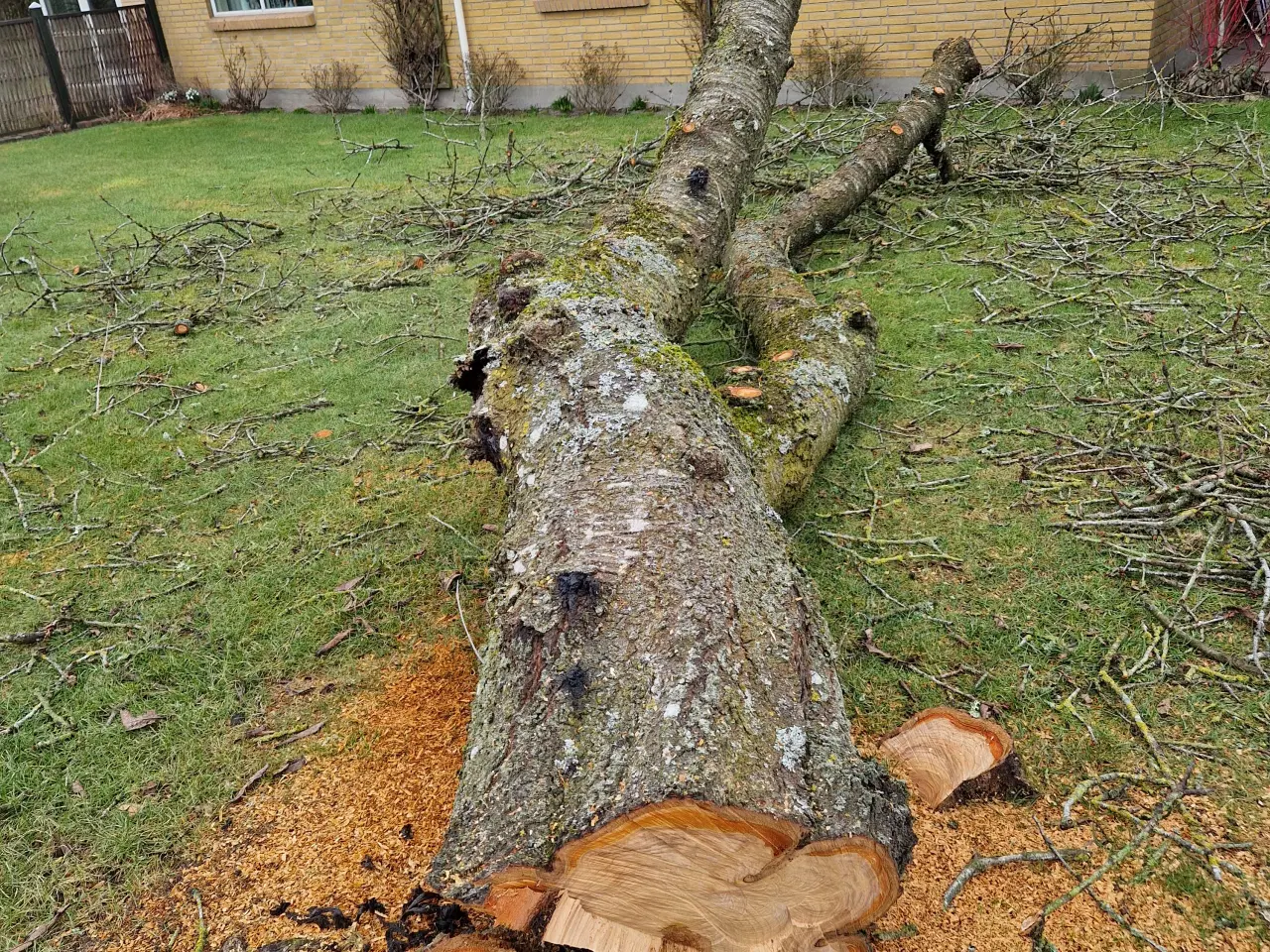 Billede 3 - Frisk blommetræ til trædrejning og lignende