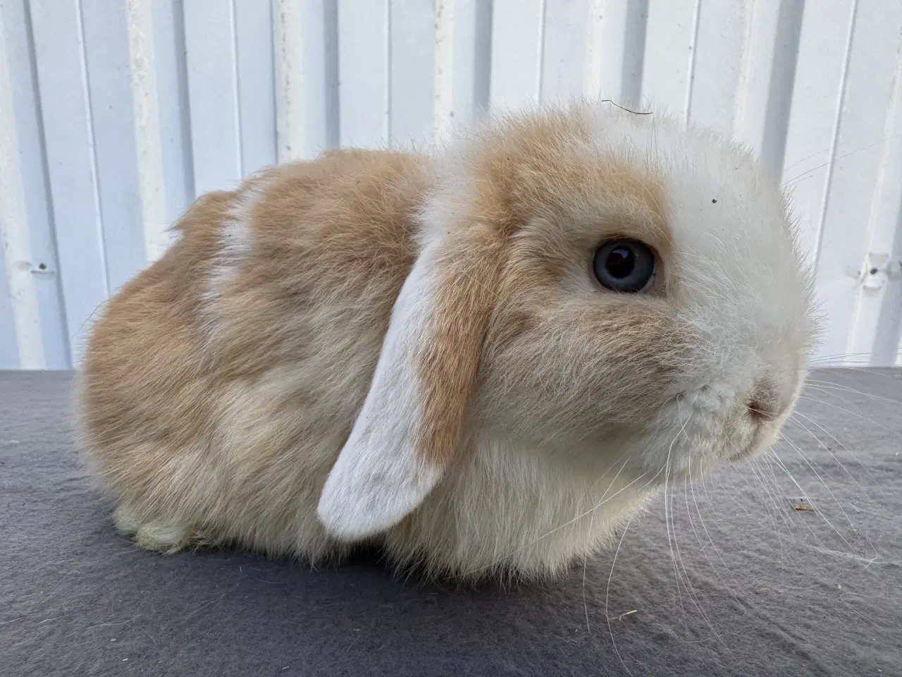 Billede 5 - Mini lop hankanin