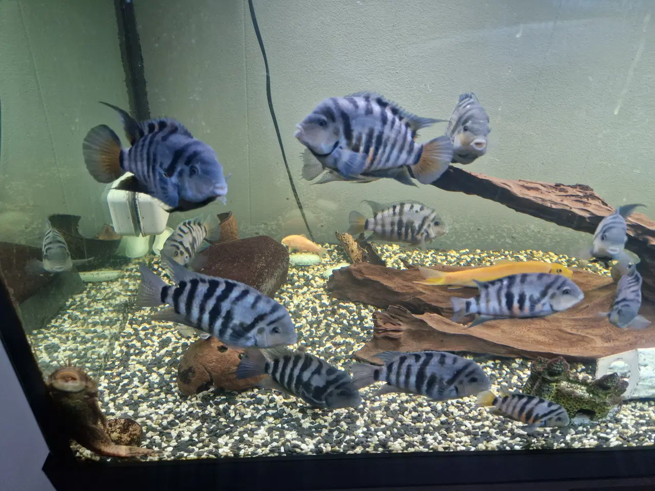 Billede 5 - Zebra cichlider “Amatitlania nigrofasciata”