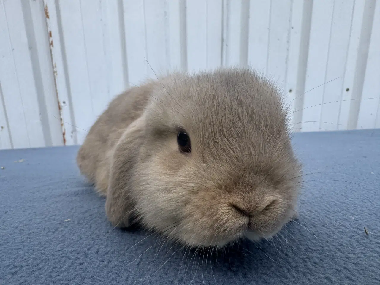 Billede 2 - Mini lop hankanin