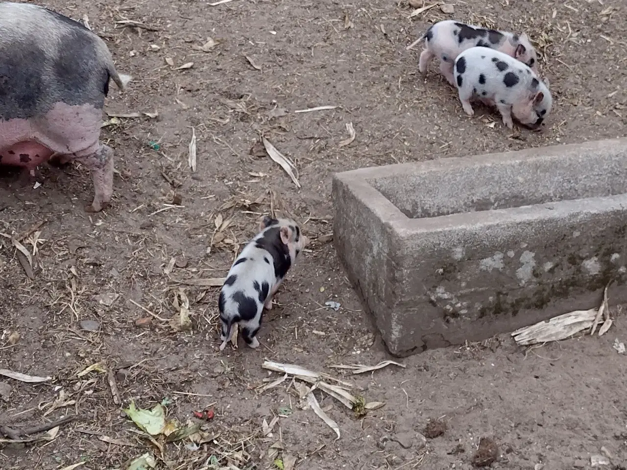 Billede 3 - Mini gris, 2 drenge 