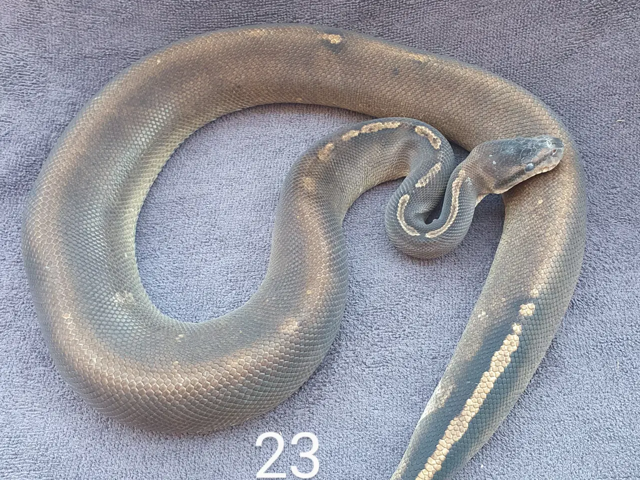 Billede 1 - Pied kongepythons + lidt avlsdyr osv.