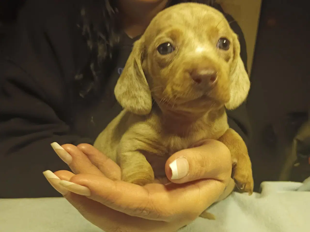 Billede 3 - Miniature gravhund