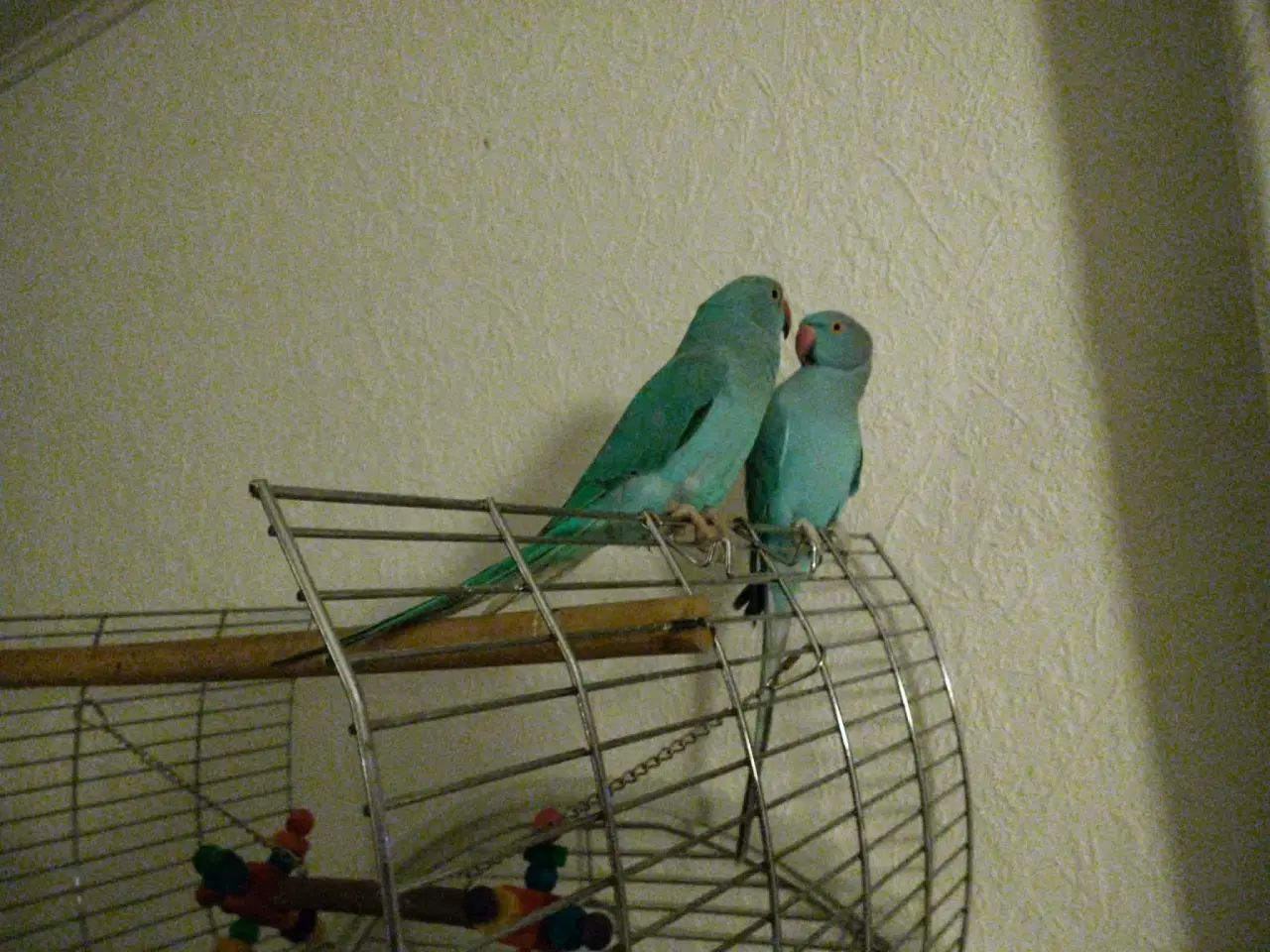 Billede 3 - Alexander parakitter