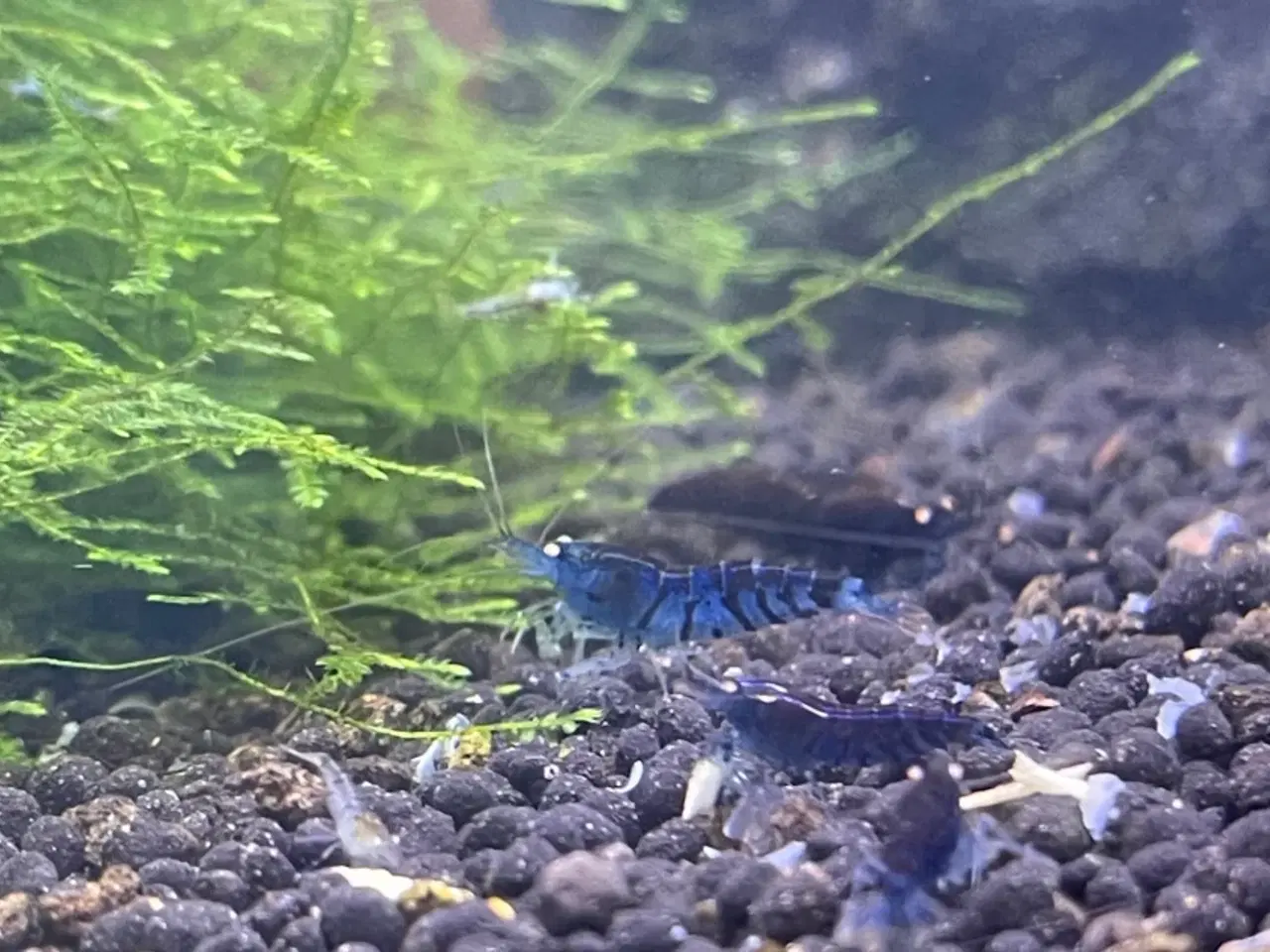 Billede 1 - Akvarie rejer, Blue tiger OE caridina rejer