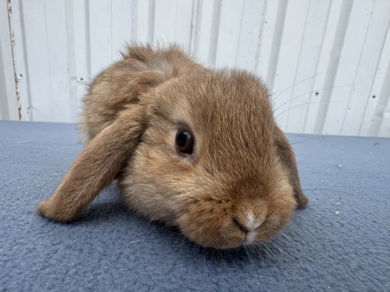 Billede 5 - Dværgvædder hankanin