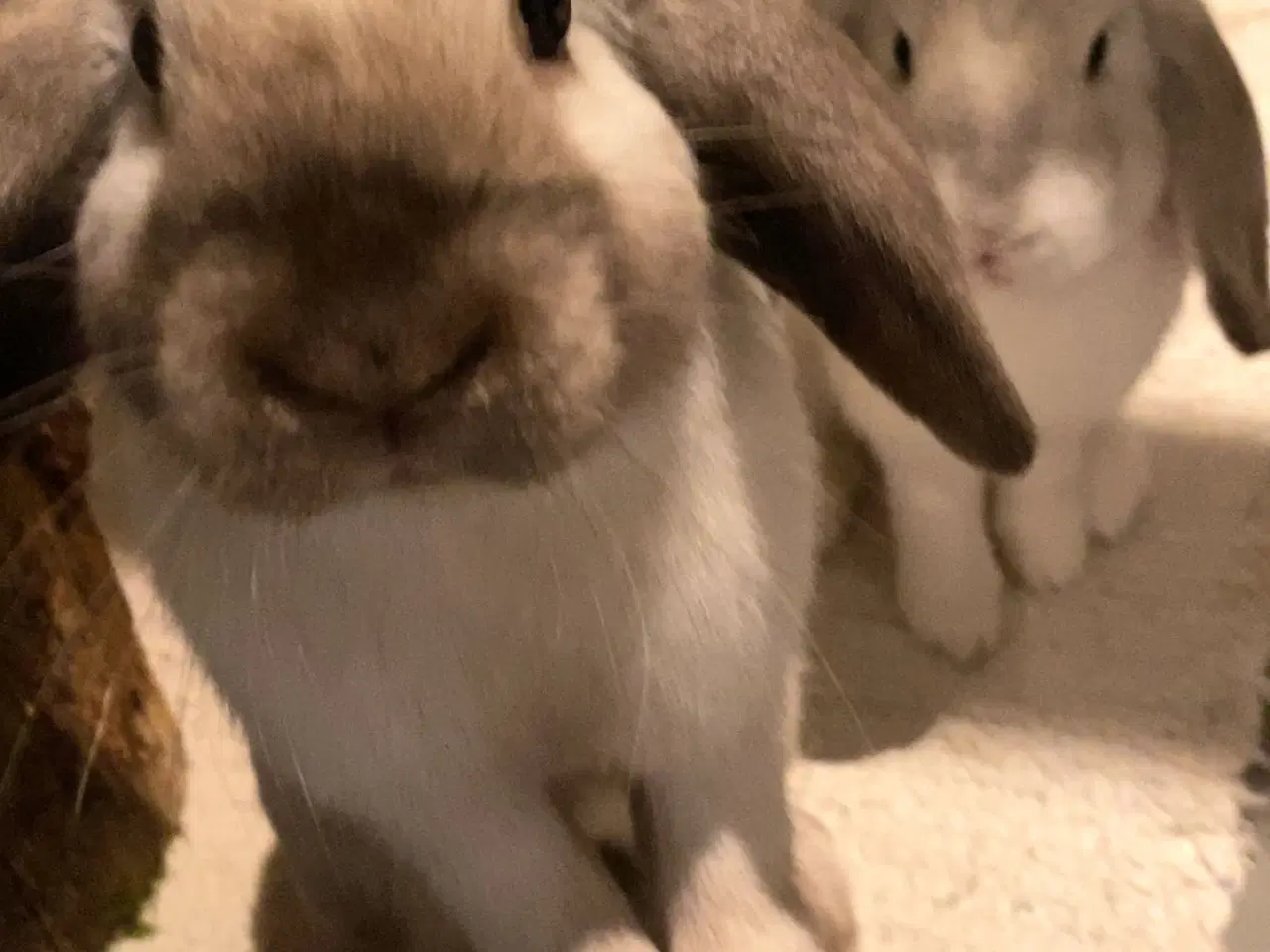 Billede 2 - Sødeste kaniner 