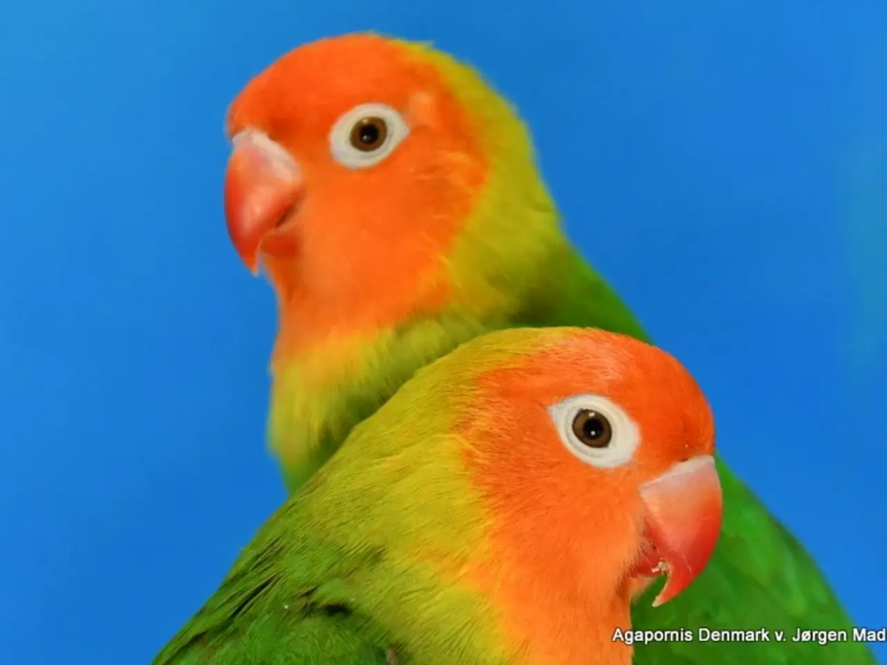 Billede 1 - Jordbærhovedet dværgpapegøje.