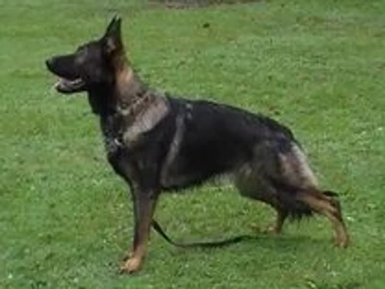 Billede 2 - 1,2 hvalpe til salg