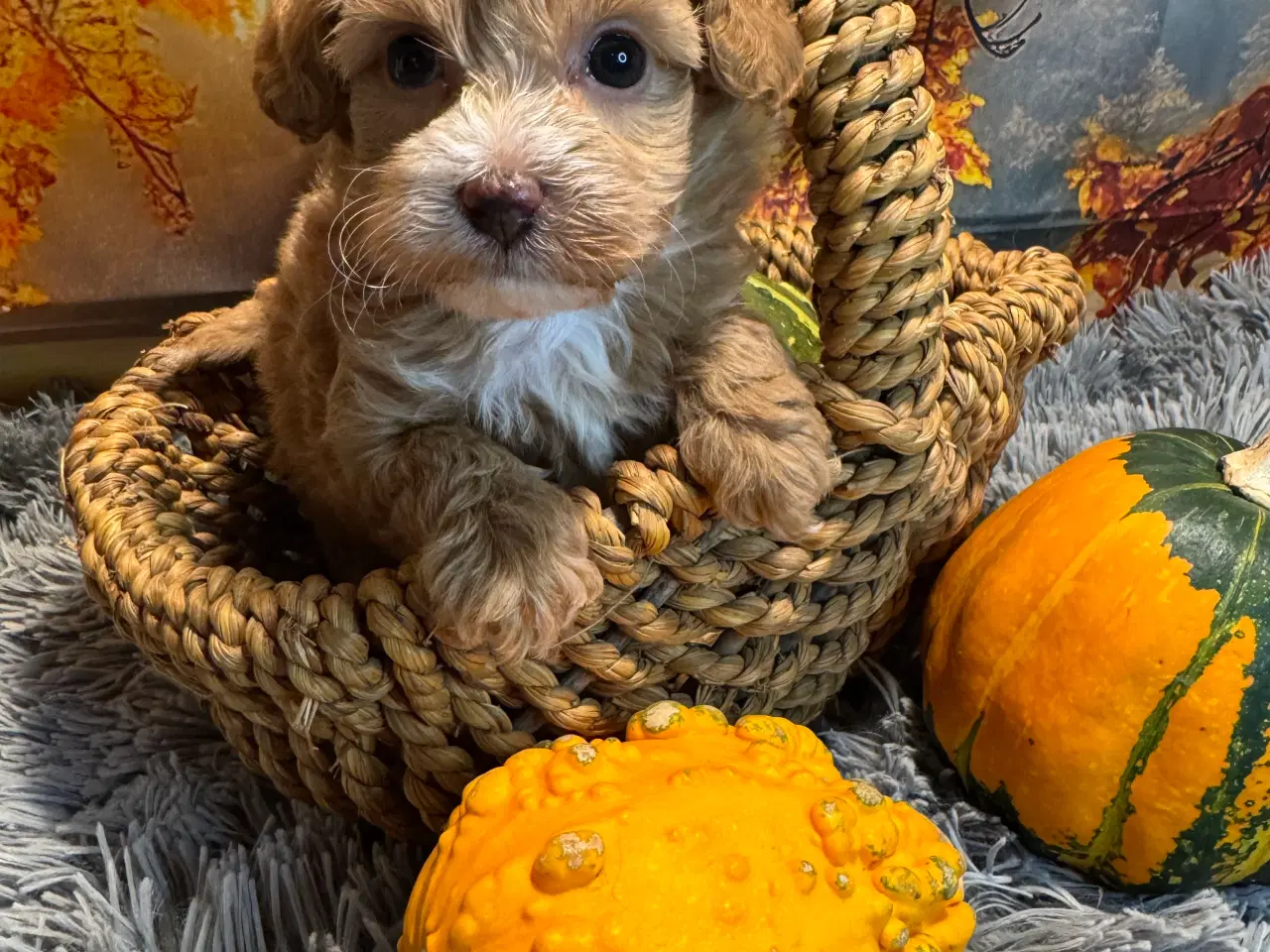 Billede 6 - 🐾✨ Skønne Maltipoo hvalpe klar til deres nye fami