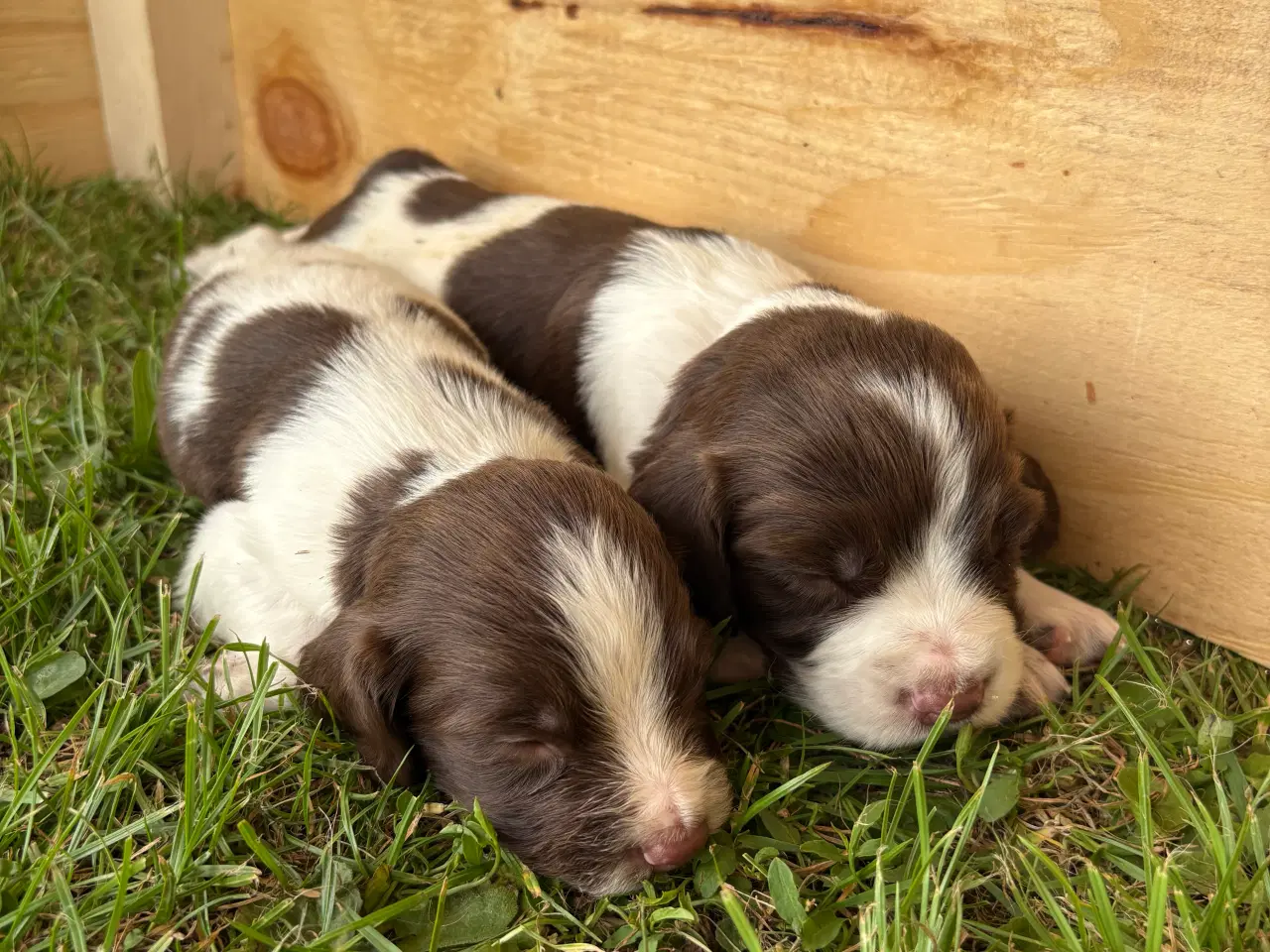Billede 16 - FT Springer Spaniel med stamtavle 