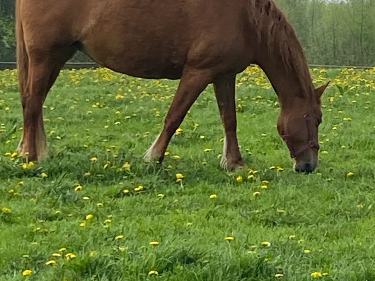 Billede 1 - Frederiksborghoppe og Shetlandshoppe