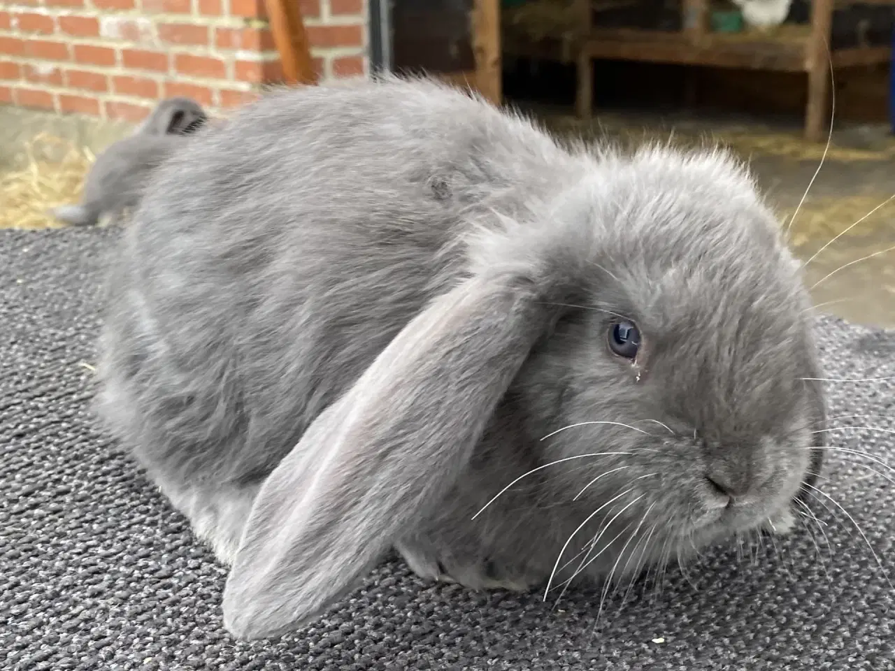 Billede 4 - FRANSK VÆDDER HAN BLÅ